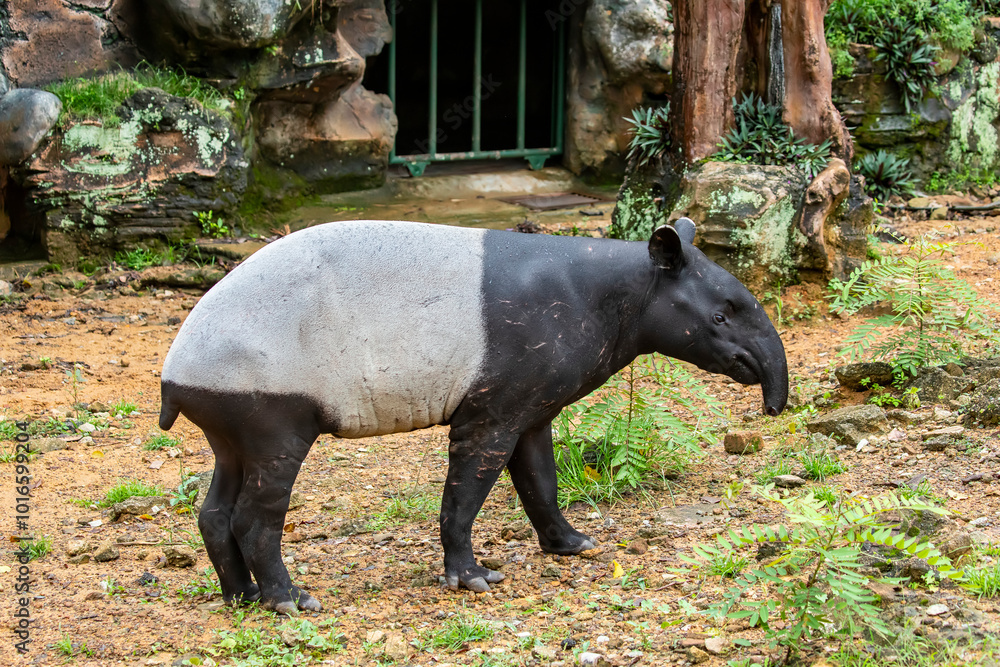 A Malayan tapir. 
It is the largest of the five species of tapir and the only one native to Asia.
The Malayan tapir has rather poor eyesight, but excellent hearing and sense of smell