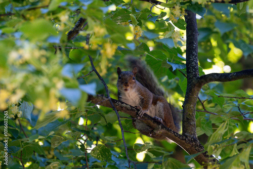 Wildlife in Asia Featuring Crested Hawk and Squirrel photo