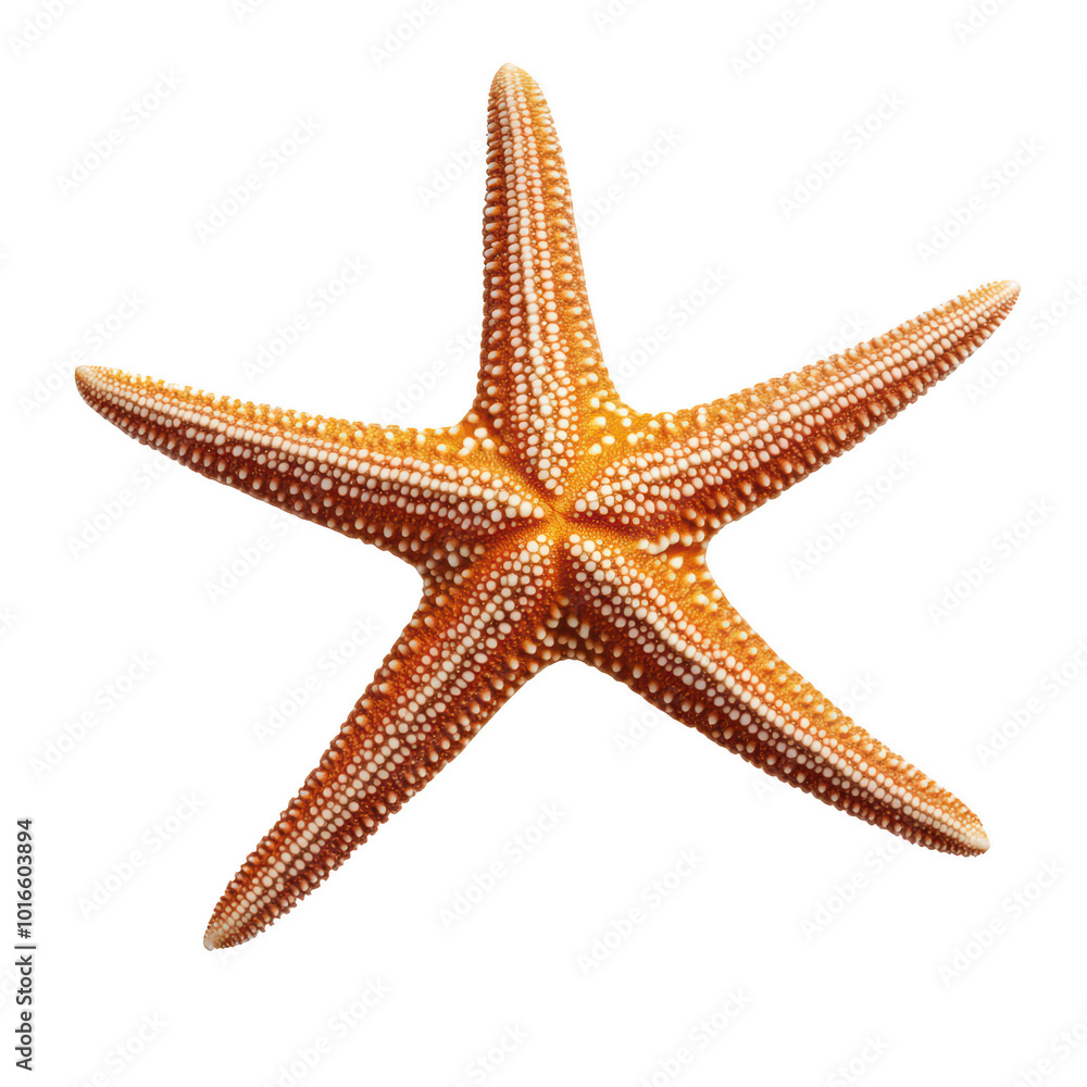 Starfish on a white isolated background Starfish on a white isolated background
