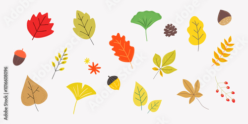 Autumn Leaves and Fruits vector illustrations