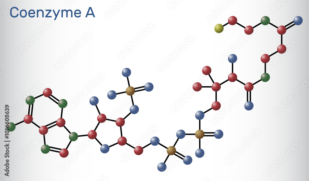 Coenzyme A, CoA, SHCoA, CoASH molecule. Essential coenzyme in fatty acid metabolism and the Krebs cycle, citric acid cycle. Molecule model. Vector Coenzyme A, CoA, SHCoA, CoASH molecule. Essential coenzyme in fatty acid metabolism and the Krebs cycle, citric acid cycle. Molecule model. Vector