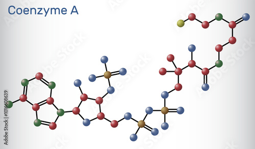 Coenzyme A, CoA, SHCoA, CoASH molecule. Essential coenzyme in fatty acid metabolism and the Krebs cycle, citric acid cycle. Molecule model. Vector
