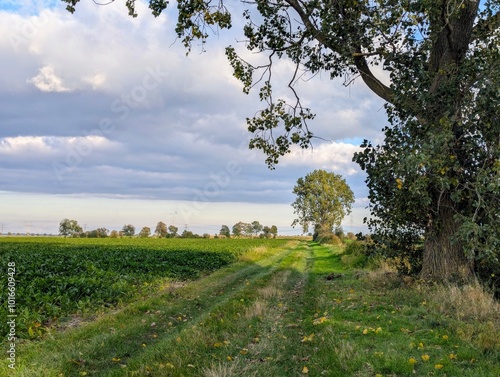 tree in the field