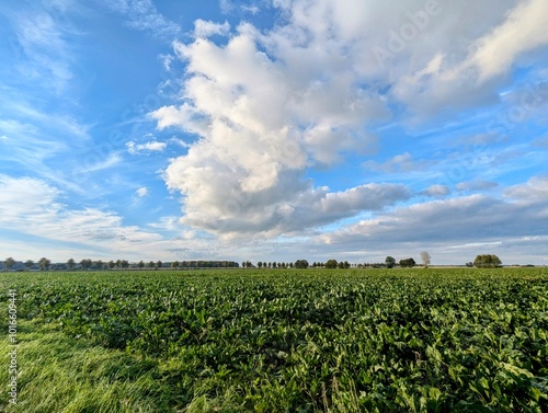 Wolken über einem Rübenfeld 