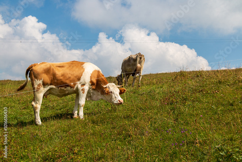 Wallpaper Mural cows grazing on the Bobbio plains, Lombardy Alps, Italy. Torontodigital.ca