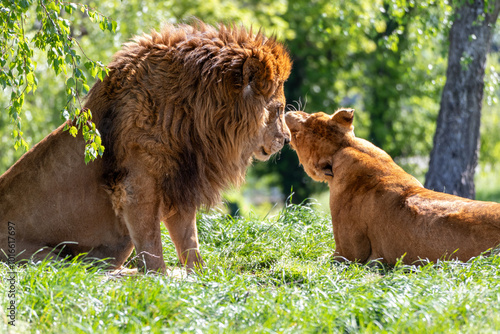 Leone e leonessa coccole