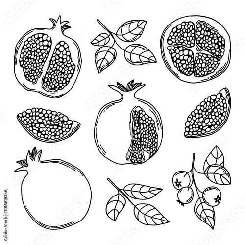 Sketch of a grenade. Pomegranate fruits in section, in half. Branches of pomegranate leaves with fruits. Vector illustration