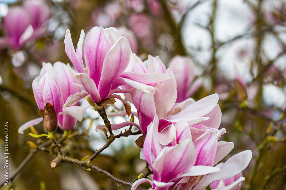 Fototapeta premium beautiful pink magnolia flowers blooming in the garden