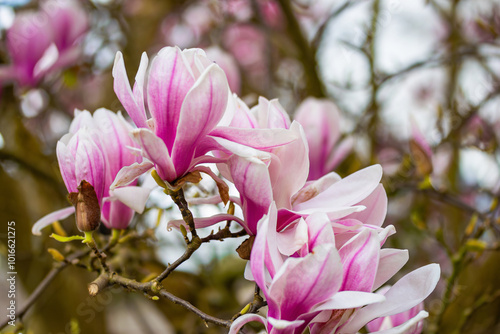 beautiful pink magnolia flowers blooming in the garden 