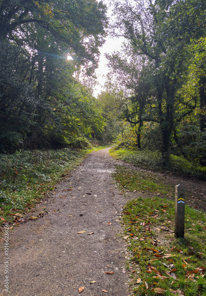 Fototapeta premium Autumn Walk in a Cornish Woodland.