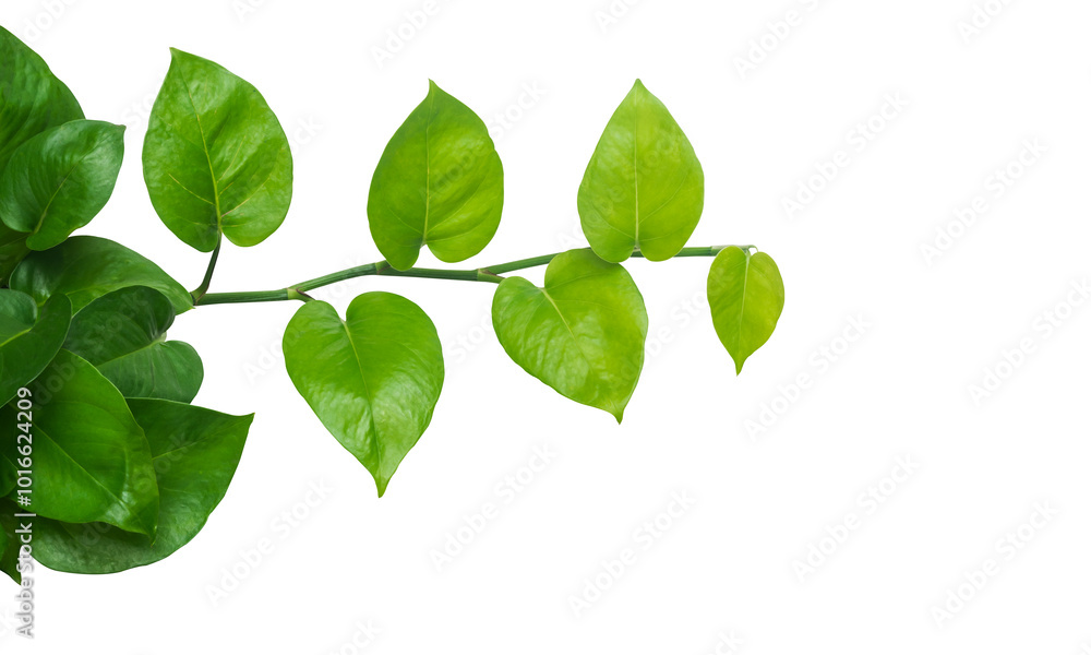 Green plant isolated on a white background. Plant with green leaves with clipping path. Green plant isolated on a white background. Plant with green leaves with clipping path.