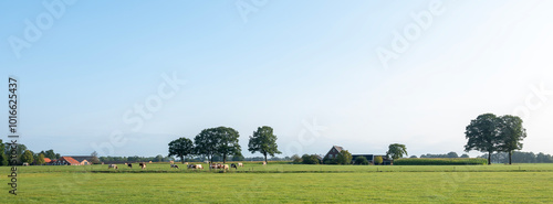 spotted cows in green meadow near farm in dutch achterhoek on sunny summer morning photo