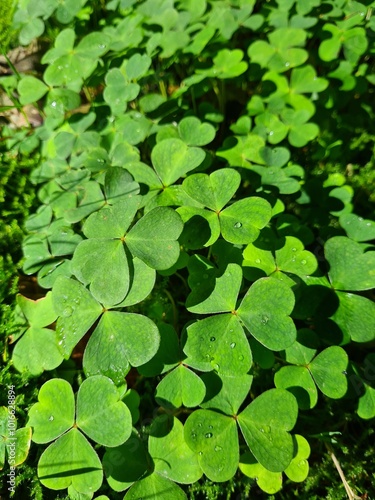 clovers