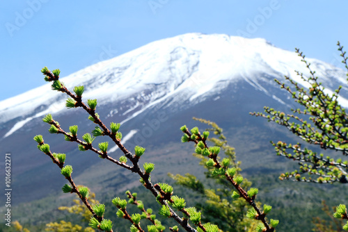 富士山、奥庭、奥庭自然公園、四～五合目（初夏、5‎月の富士山）