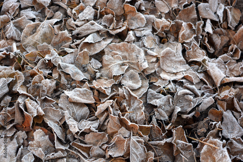 Beautiful and bright nature of autumn and winter, plants. Bright white frost on the ground with yellow dried leaves. Beautiful and bright nature of autumn and winter, plants. Bright white frost on the ground with yellow dried leaves.