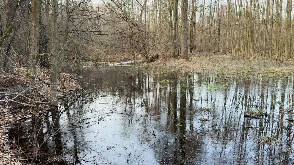 A forest with a stream running through it. The water is murky and the trees are bare. Scene is somber and quiet A forest with a stream running through it. The water is murky and the trees are bare. Scene is somber and quiet