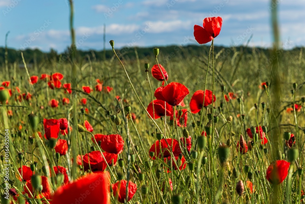 Obraz premium red poppies in the field