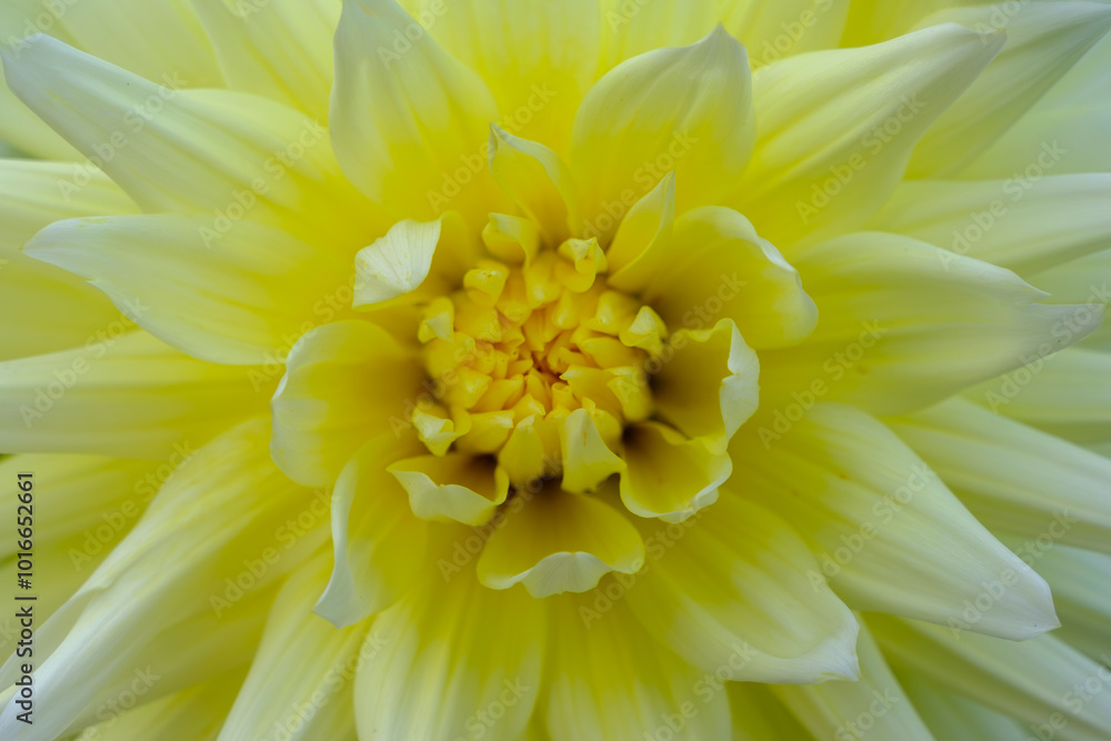Close-Up of a Radiant Yellow Dahlia Bloom Close-Up of a Radiant Yellow Dahlia Bloom
