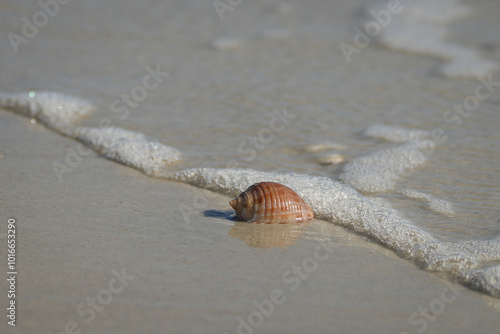 shell, scotch bonnet, seashell, beach, ocean, sea, sand, water, coastal, mollusk, cassinae, helmet shell, sea snail, seafind, collector, 