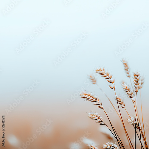 Delicate grass with soft tones, white isolate background.