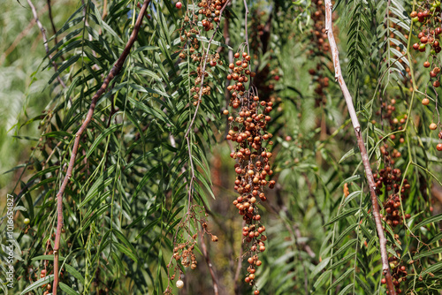 Branch of Schinus molle with leaves and mature fruits. American, false or rose pepper. Bright pepper, peppercorn or California tree. Peruvian peppertree, escobilla, molle del Peru. Canary islands
