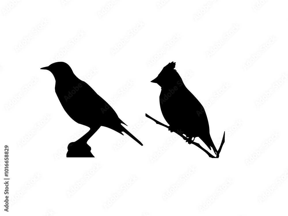 Fototapeta premium silhouette of a bird