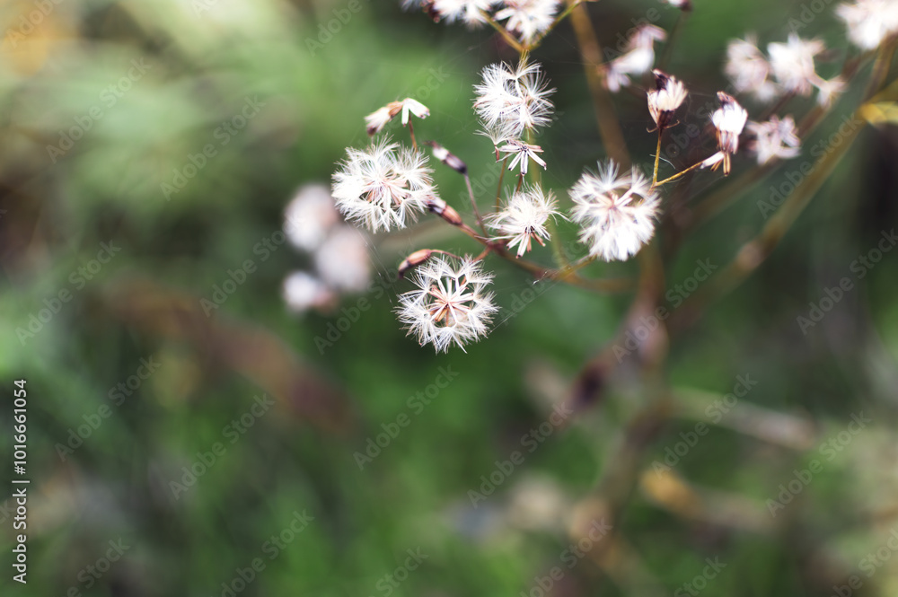 A detailed close-up photography showcasing delicate white seed heads against a soft green blurred background A detailed close-up photography showcasing delicate white seed heads against a soft green blurred background
