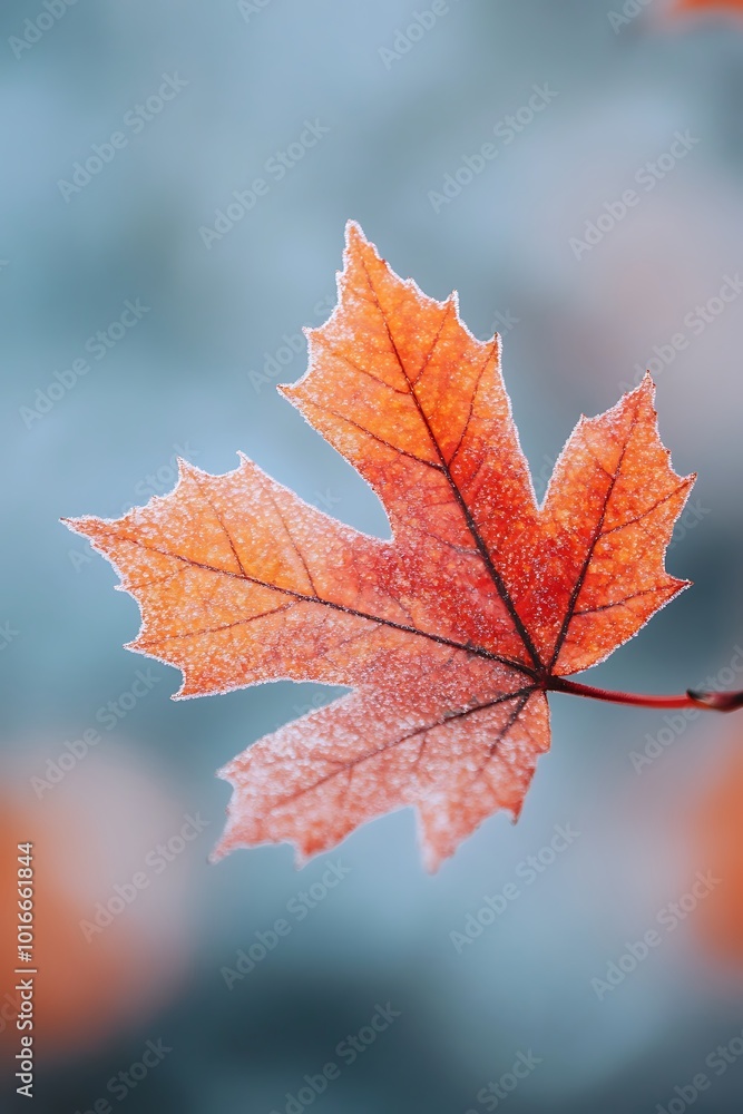 A vibrant orange maple leaf covered in frost, set against a soft blurred background, highlighting the beauty of autumn. A vibrant orange maple leaf covered in frost, set against a soft blurred background, highlighting the beauty of autumn.