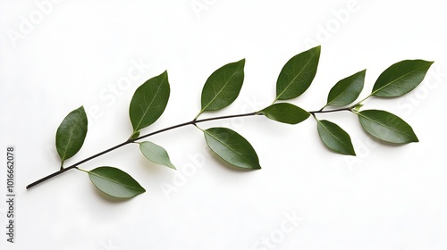 Serene Solitary Branch with Leaves on White Backdrop Showcasing Botanical Simplicity and Elegance