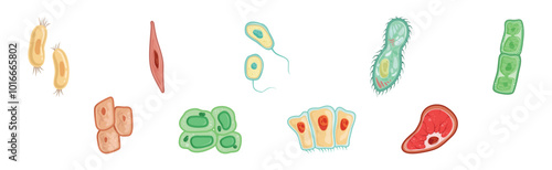 Different Microorganisms and Protozoa Cells as Microbiology Organism Vector Set