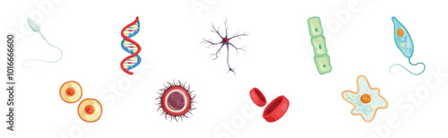 Different Microorganisms and Protozoa Cells as Microbiology Organism Vector Set