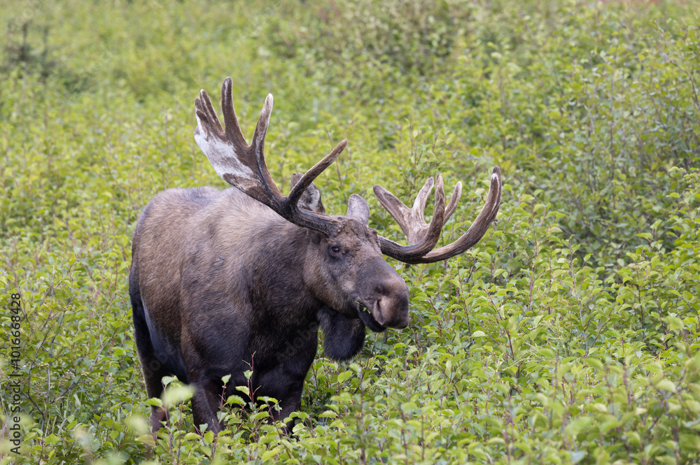 Bull Alaska Yukon Moose in Autumn in Alaska Bull Alaska Yukon Moose in Autumn in Alaska