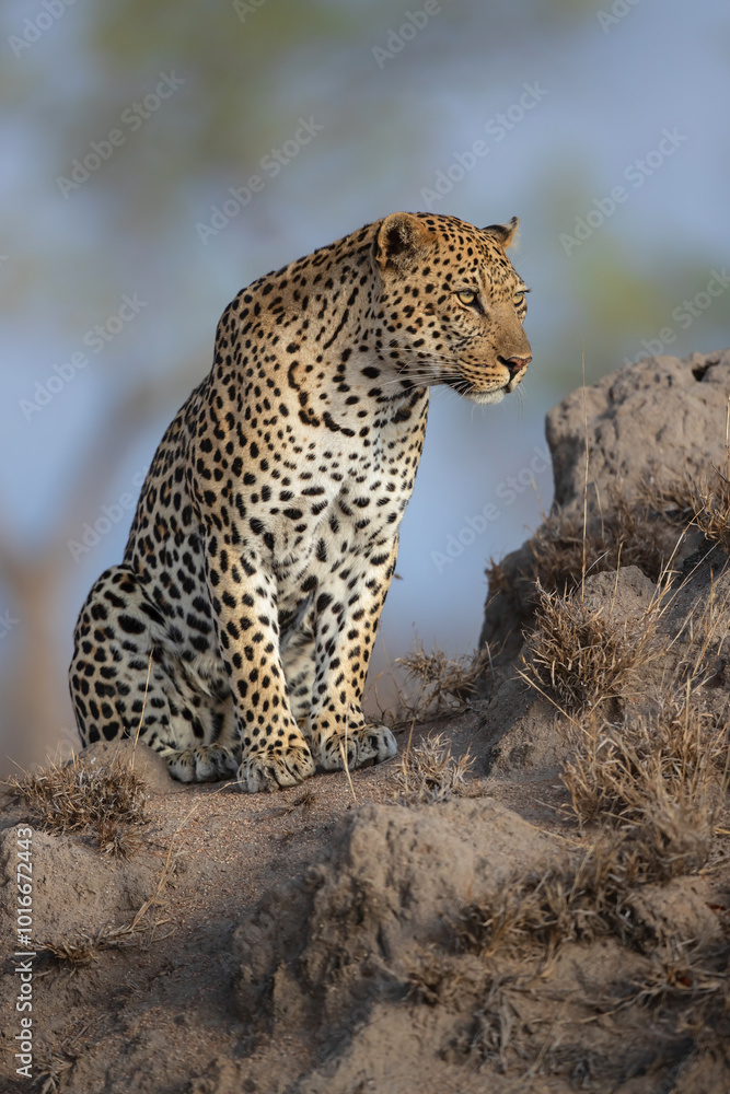 Obraz premium Leopard male following a female in a Game Reserve in the Greater Kruger Region in South Africa