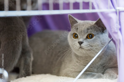 Britisch Kurzhaar Katze auf einer Katzen Show photo