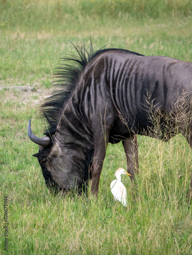 wildebeest and friend