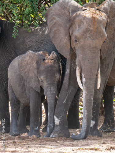 Baby elephant and mom