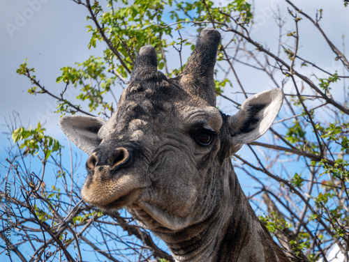 Giraffe up close