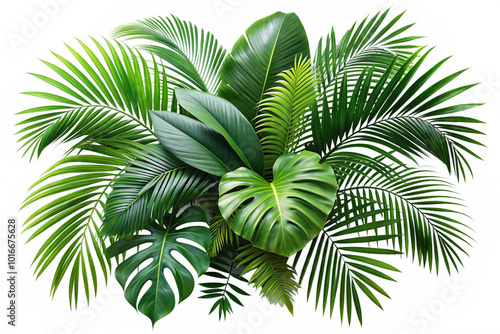 Plant leaves Green nature Tropical forest png