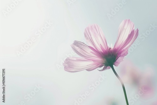 Pink flower outdoors blossom nature.