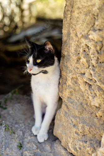 Black and white cat in the ruins at Old Town, Rhodes, Greece
