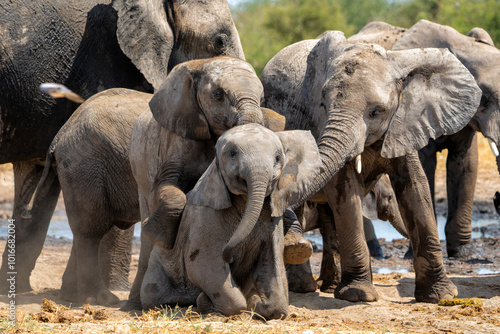 Young Elephant playing and drinking at a waterhole in Etosha National Park in Namibia