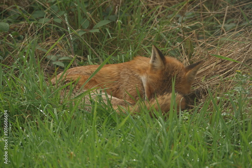 Sleeping Red Fox 2