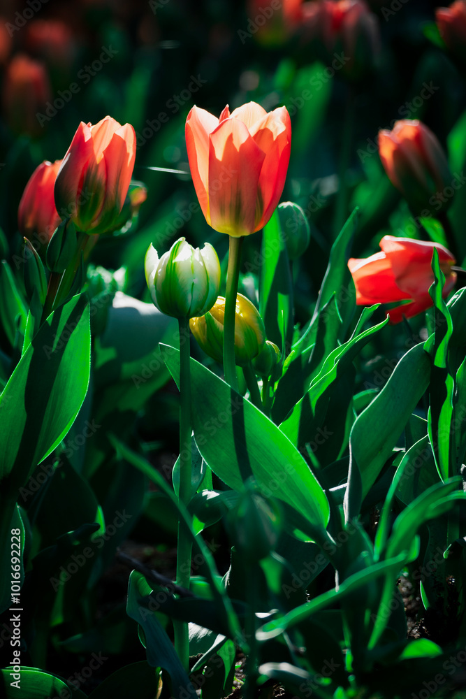 Tulip fields in Villa Taranto park, Lago Maggiore. Tulip fields in Villa Taranto park, Lago Maggiore.