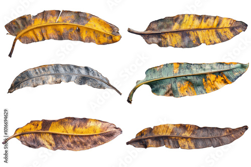 Collection of dried banana leaf isolated on white background
