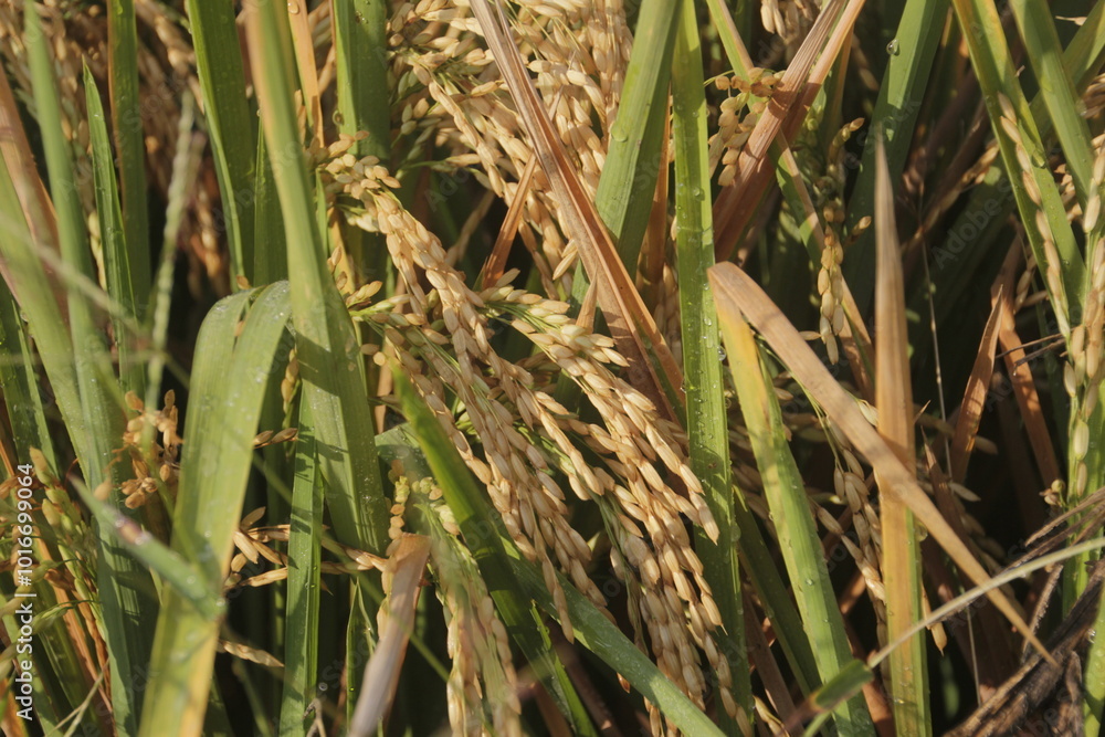 Close up yellow rice seed ripe on rice fields. Beautiful golden rice field and ear of rice. Close up yellow rice seed ripe on rice fields. Beautiful golden rice field and ear of rice.