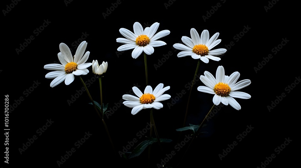 Obraz premium Serene White Daisies Blooming in Verdant Field Against Dark Background
