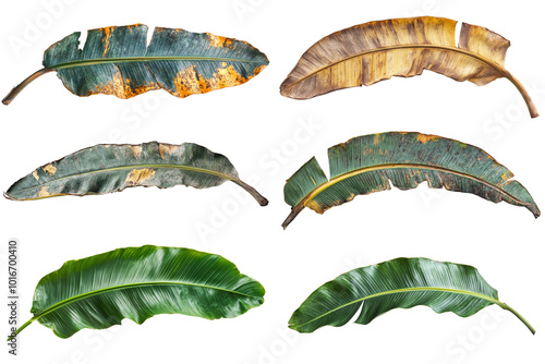 Collection of banana leaf isolated on white background