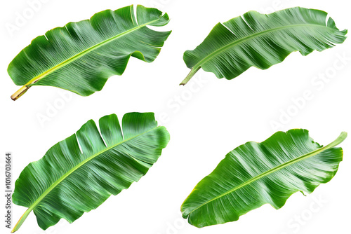 Collection of banana leaf isolated on white background