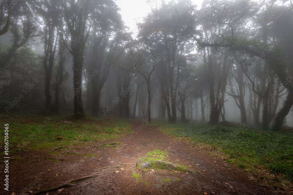 Fototapeta premium Serra de Sintra - Portugal 