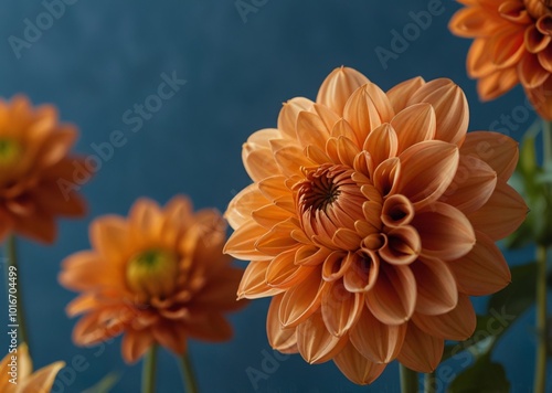 orange hydrangea on blue background